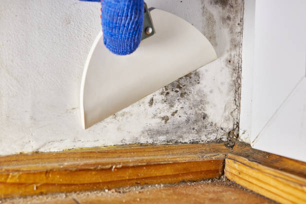 Best Crawl Space Mold Remediation  in Goldens Bridge, NY